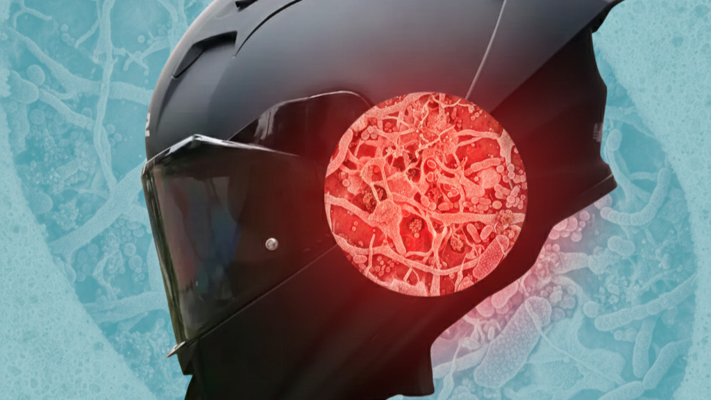 Microscopic view of bacteria and fungi growing inside helmet padding